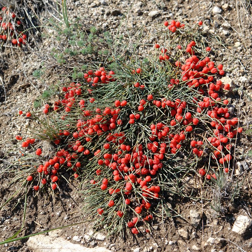Ephedra minima - Meerträubel (Hafen)