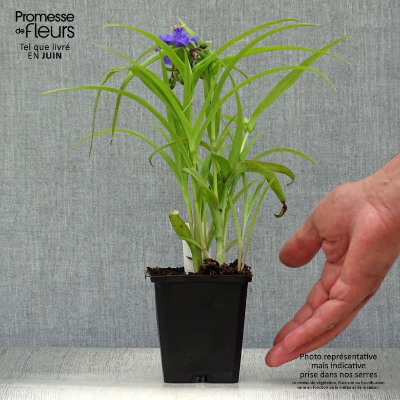Exemplar von Tradescantia andersoniana Sweet Kate - Dreimasterblume Kleine Töpfe von 8/9 cm wie im Sommer geliefert