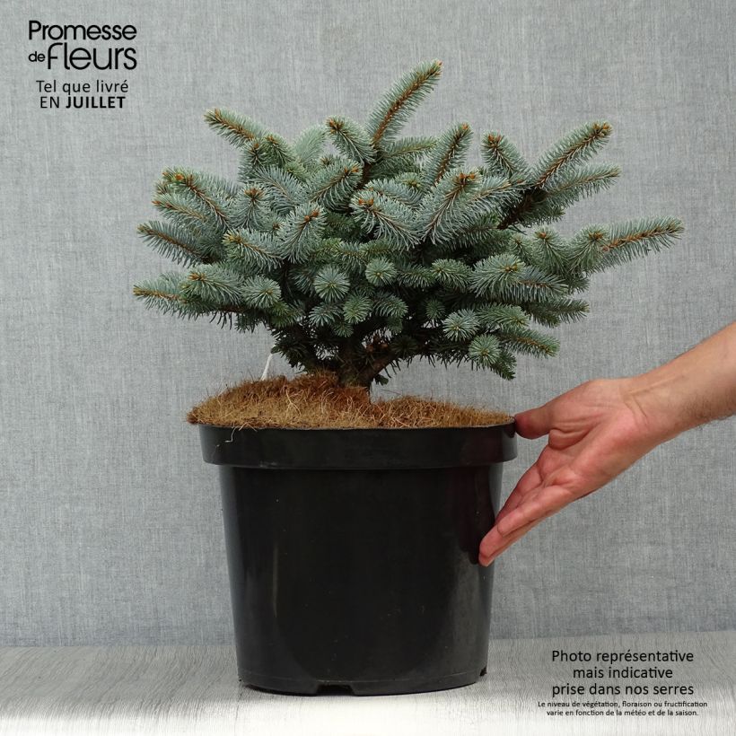 Exemplar von Picea pungens Glauca Globosa Topf mit 4L/5L wie im Sommer geliefert