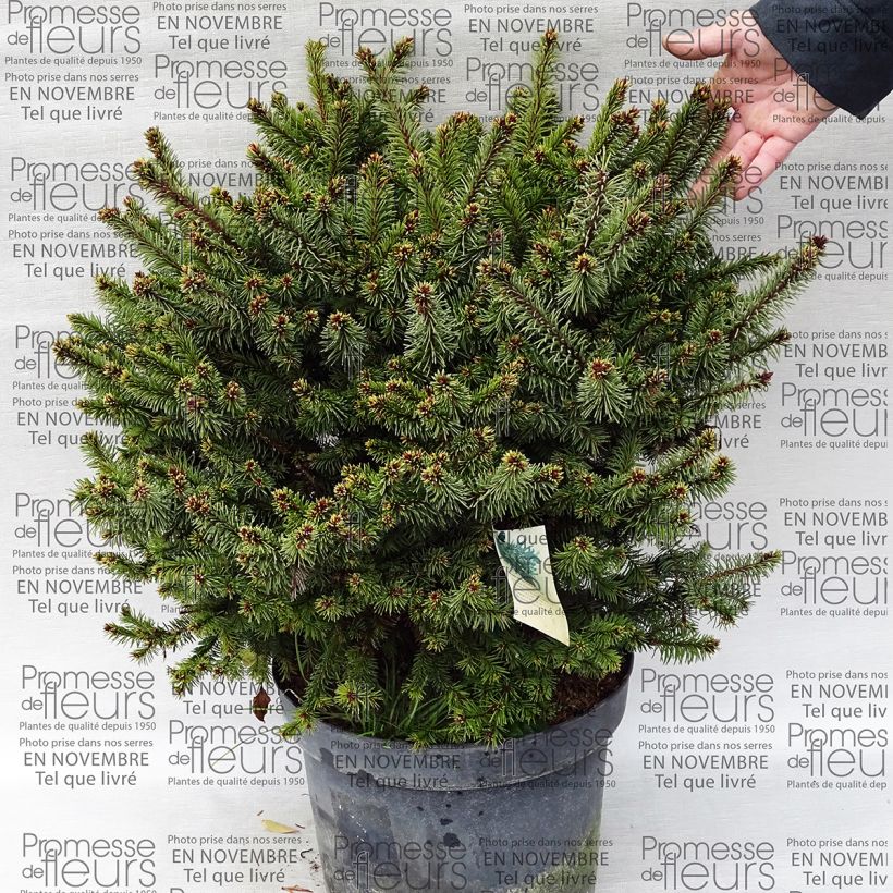Beispiel eines Exemplars von Picea abies Hana Subutus Topf mit 7,5L/10L wie geliefert