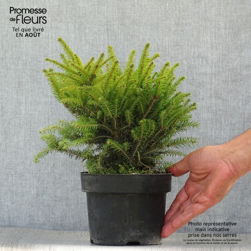 Exemplar von Picea abies Nidiformis Topf mit 2L/3L wie im Sommer geliefert