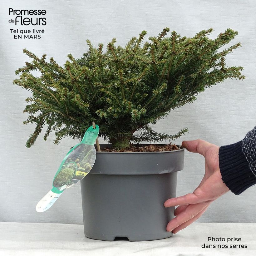 Exemplar von Picea abies Nidiformis Topf mit 2L/3LGelieferte Höhe ca. 20+cm wie im Frühjahr geliefert