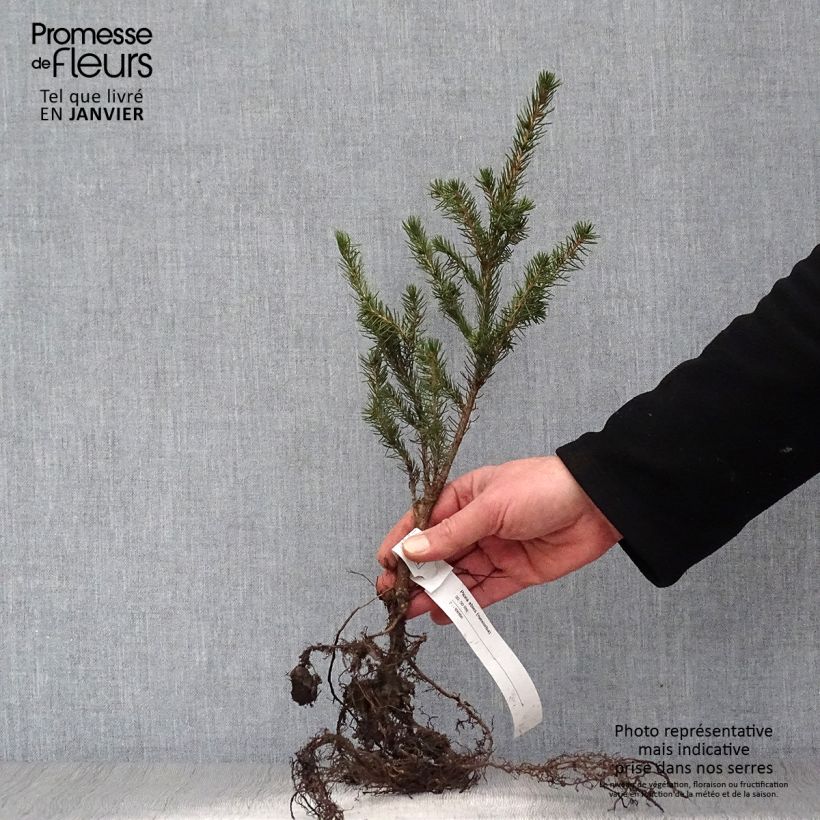 Exemplar von Picea abies Wurzelnackt wie im Winter geliefert