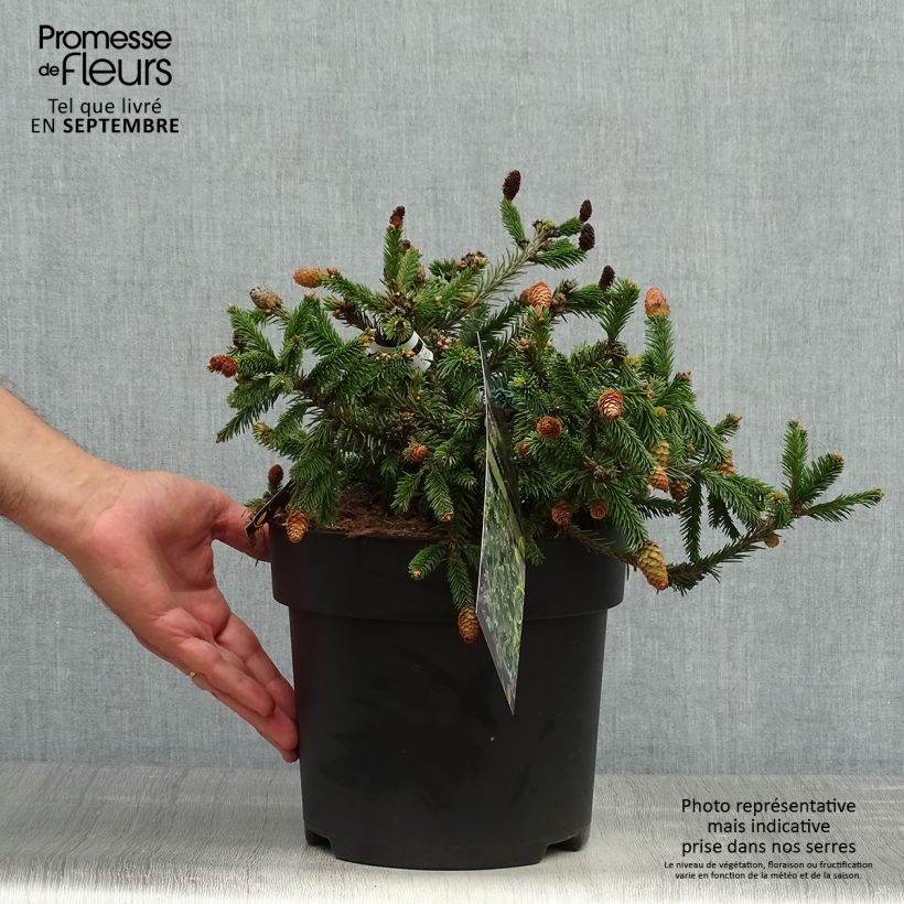 Exemplar von Picea abies Pusch Stück wie im Herbst geliefert