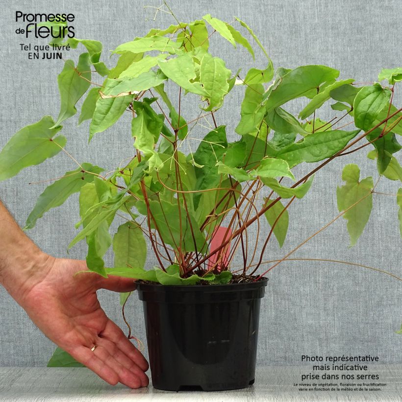 Exemplar von Epimedium Elenwe - Elfenblume Topf mit 1,5L/2L wie im Sommer geliefert