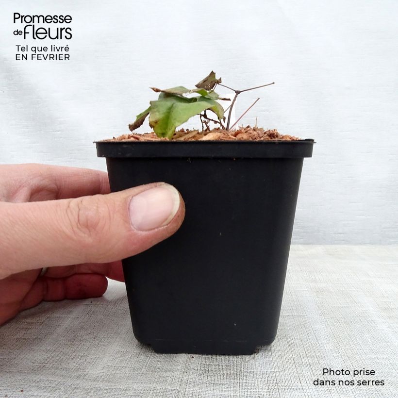 Exemplar von Epimedium dolichostemon - Elfenblume Kleine Töpfe von 8/9 cm wie im Winter geliefert