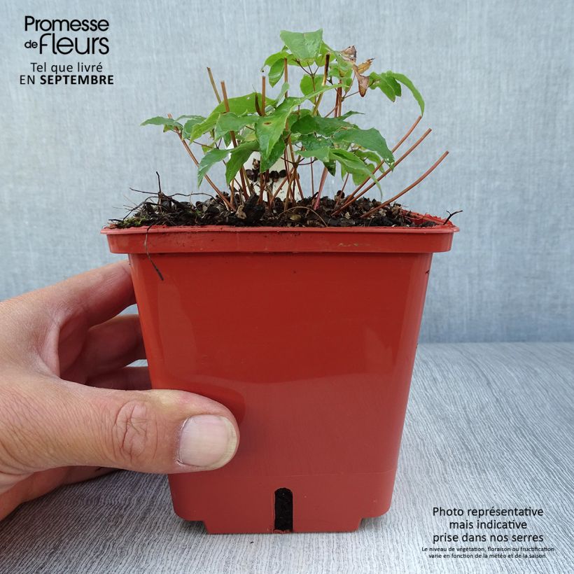 Exemplar von Epimedium Pink Elf - Elfenblume Topf mit 1L/1,5L wie im Herbst geliefert