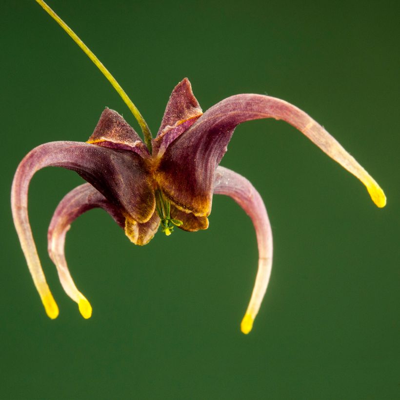 Epimedium omeiense Stormcloud - Elfenblume (Blüte)