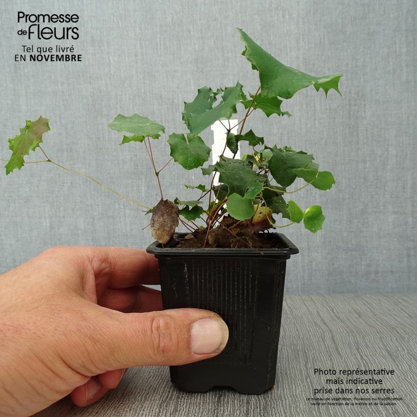 Exemplar von Epimedium pauciflorum - Elfenblume Kleine Töpfe von 8/9 cm wie im Herbst geliefert
