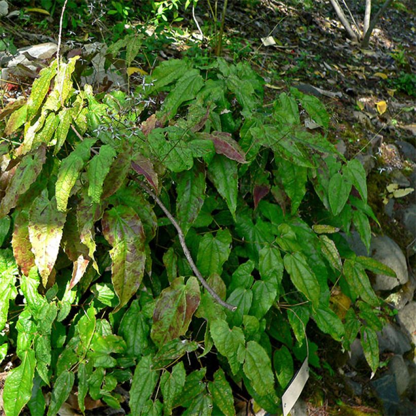 Epimedium pubescens - Flaumhaarige Elfenblume (Hafen)