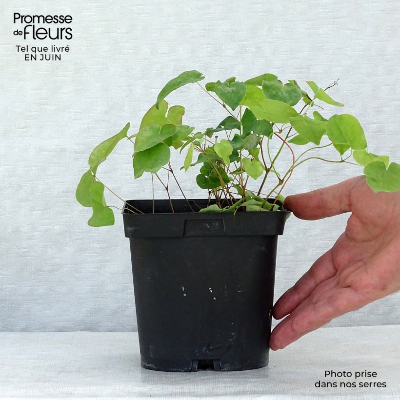 Exemplar von Epimedium rubrum - Rote Elfenblume Topf mit 2L/3L wie im Sommer geliefert