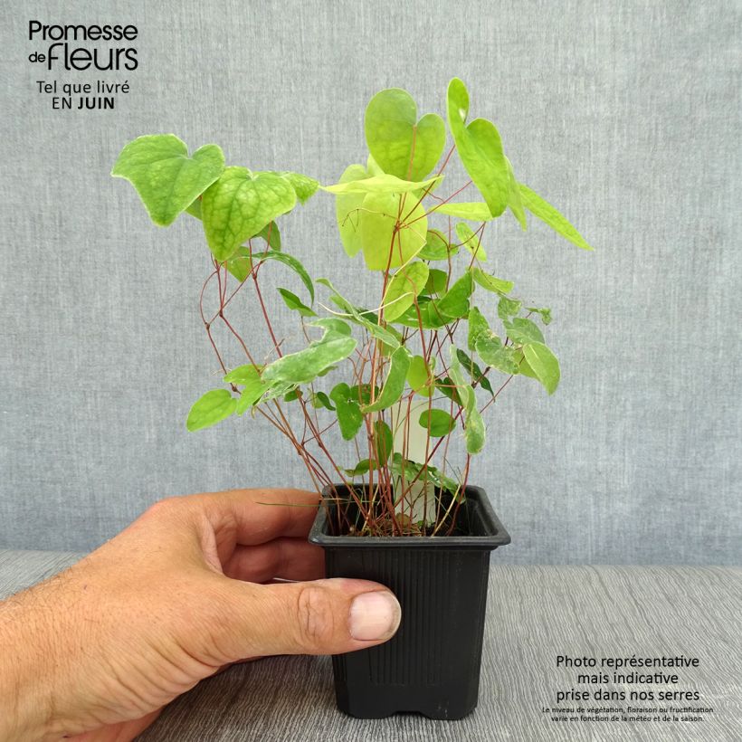 Exemplar von Epimedium youngianum Roseum - Elfenblume Kleine Töpfe von 8/9 cm wie im Sommer geliefert