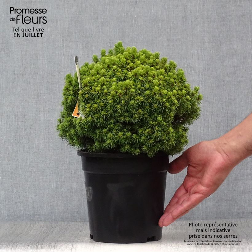 Exemplar von Picea glauca Alberta Globe Topf mit 2L/3L wie im Sommer geliefert