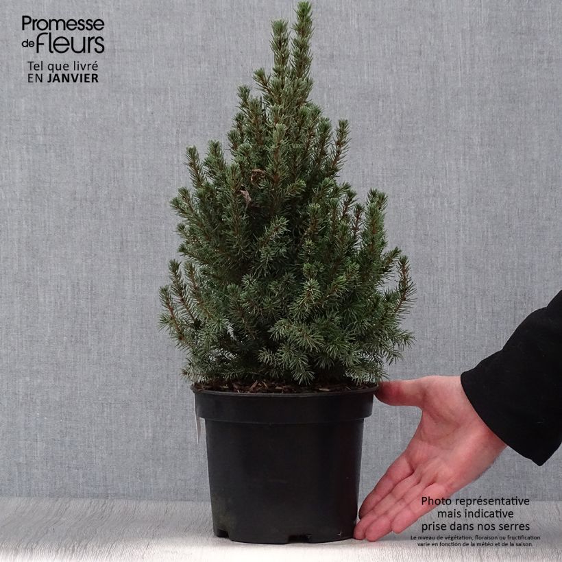 Exemplar von Picea glauca Conica Blue Topf mit 3L/4L wie im Winter geliefert