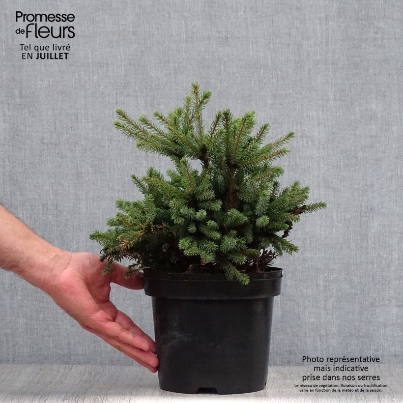 Exemplar von Picea glauca Echiniformis Topf mit 2L/3L wie im Sommer geliefert