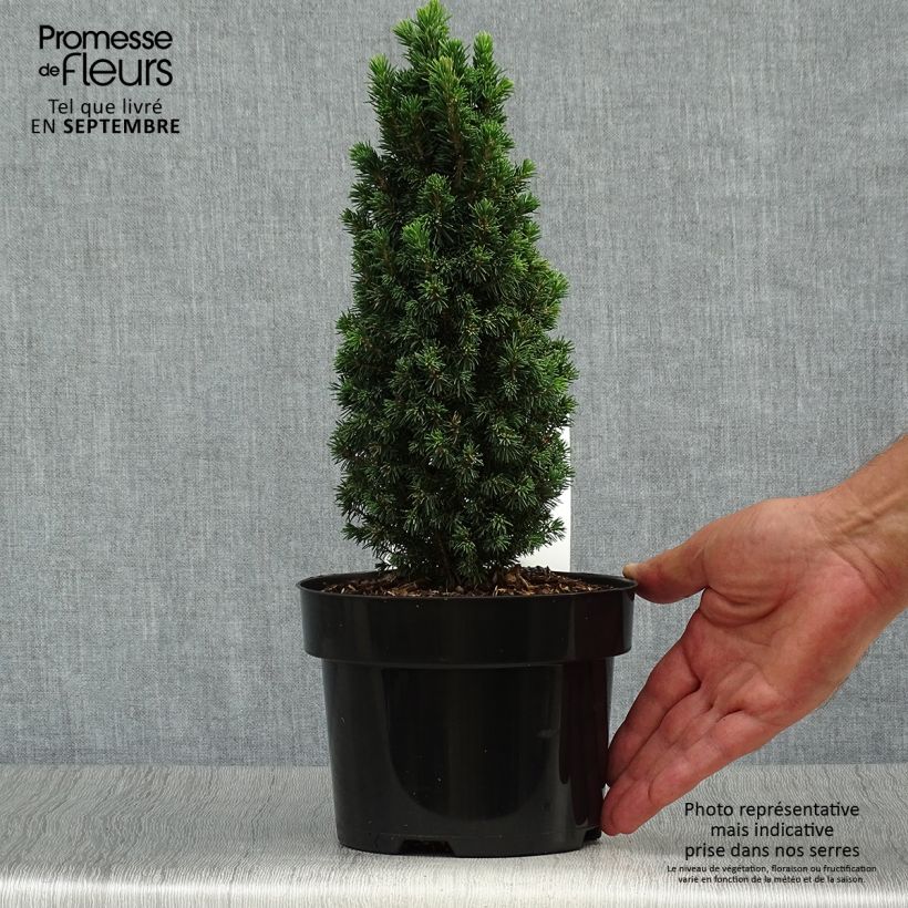 Exemplar von Picea glauca Piccolo Topf mit 2L/3L wie im Herbst geliefert