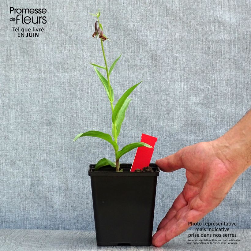 Exemplar von Epipactis palustris - Sumpfwurz Topf mit 1L/1,5L wie im Sommer geliefert