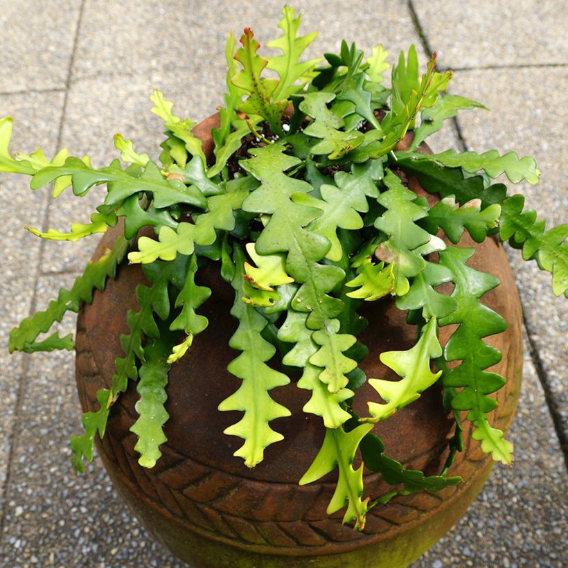 Sägeblattkaktus - Epiphyllum anguliger (Hafen)