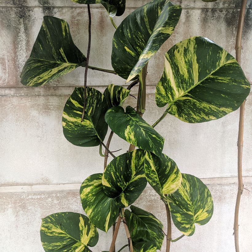 Efeutute - Epipremnum aureum (Laub)