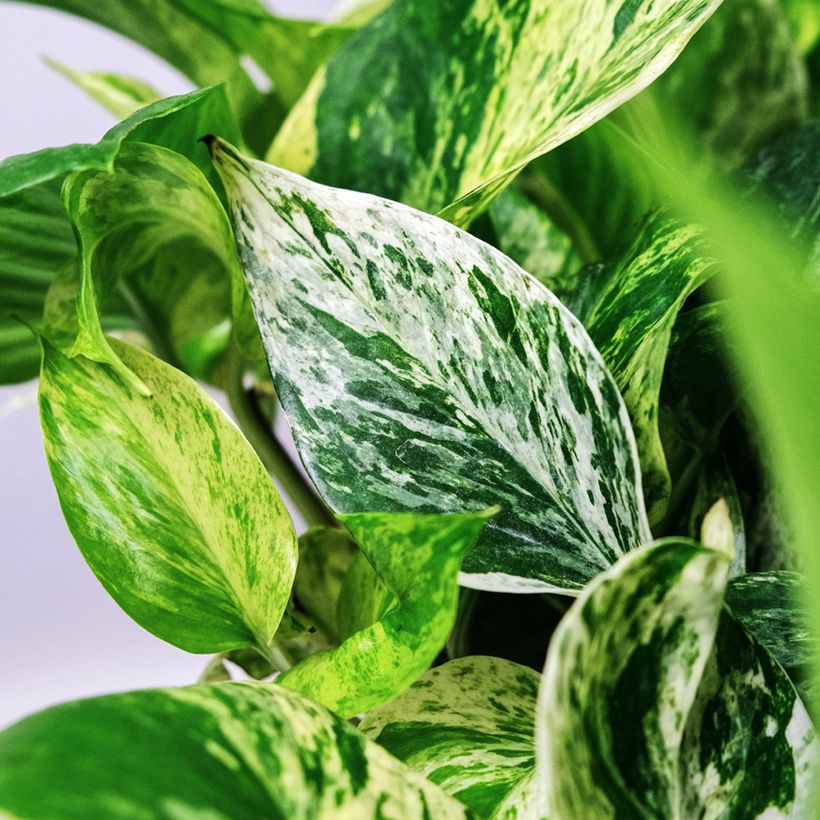 Efeutute - Epipremnum aureum Marble Queen (Laub)