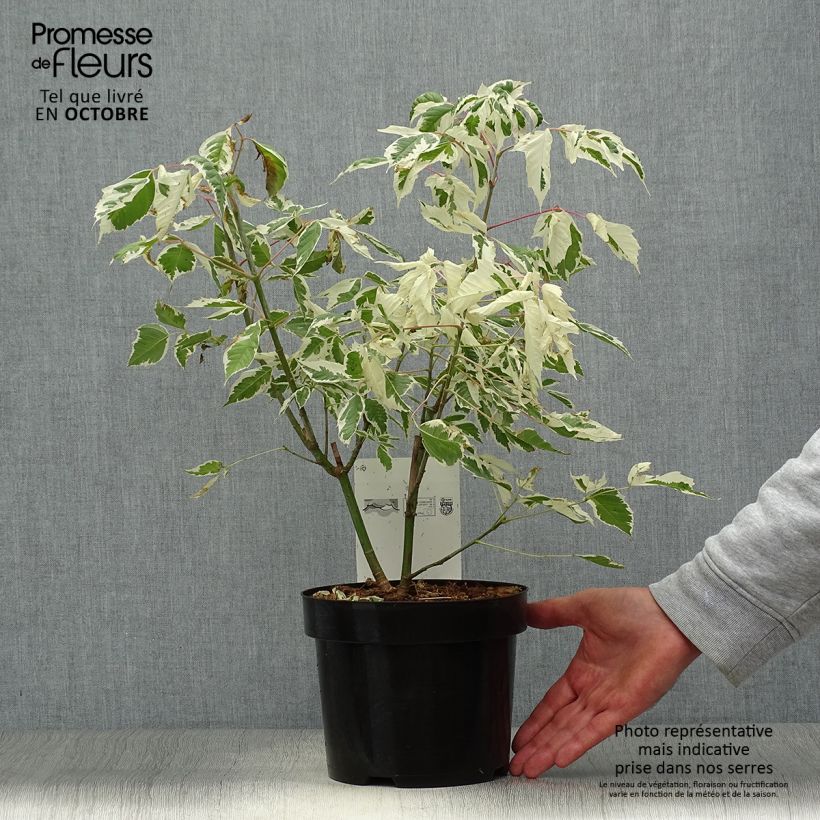 Exemplar von Eschen-Ahorn Flamingo - Acer negundo Topf mit 3L/4L wie im Herbst geliefert