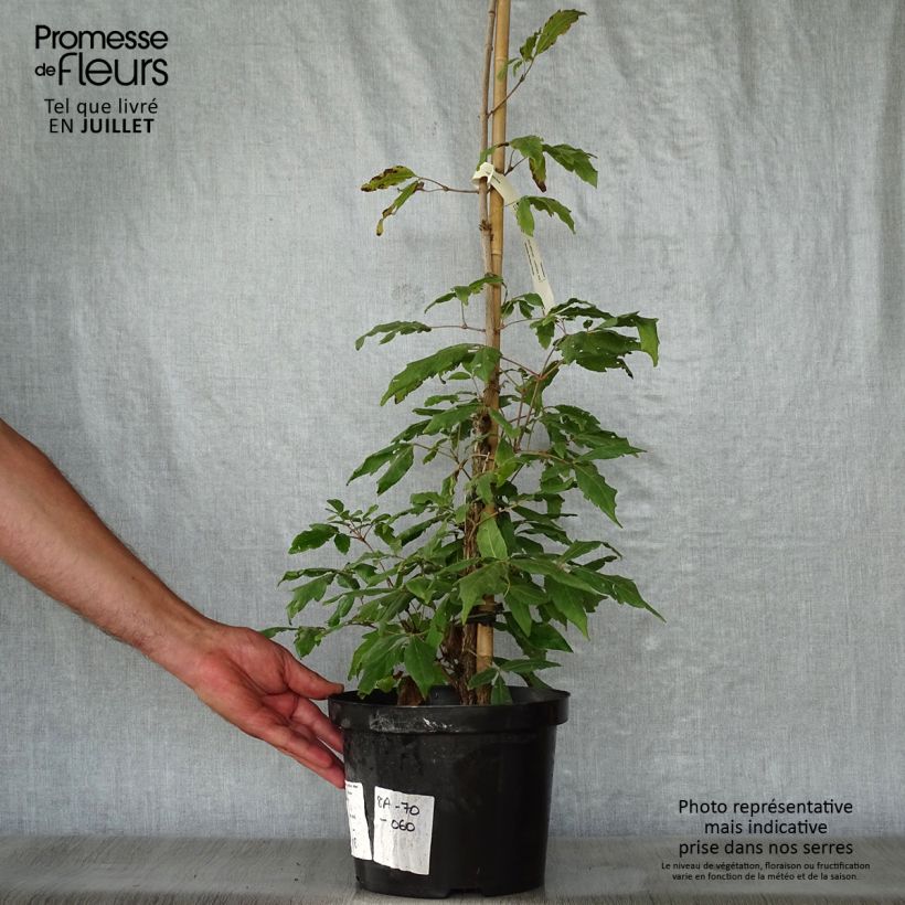Exemplar von Dreiblütiger Ahorn - Acer triflorum Topf mit 4L/5L wie im Sommer geliefert