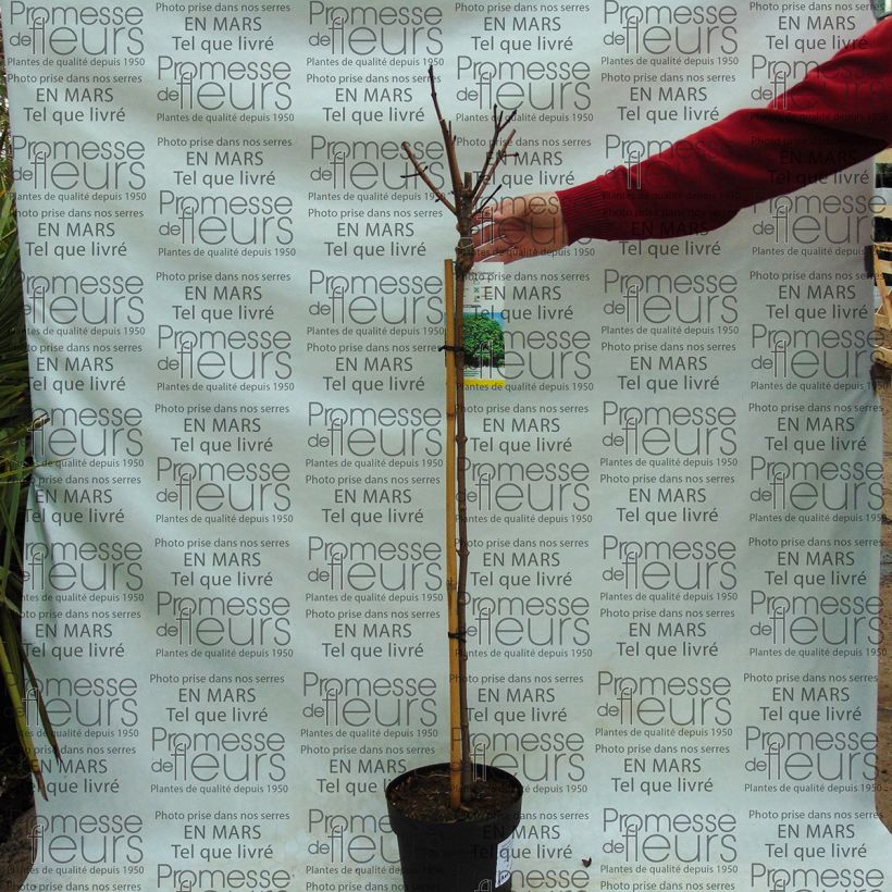 Beispiel eines Exemplars von Spitz-Ahorn Globosum - Acer platanoides Topf mit 3L/4L wie geliefert