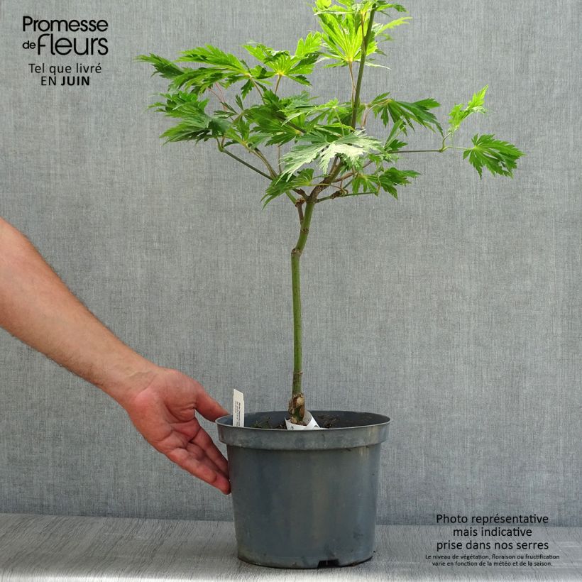 Exemplar von Japanischer Ahorn Aconitifolium - Acer japonicum Topf mit 4L/5L wie im Sommer geliefert