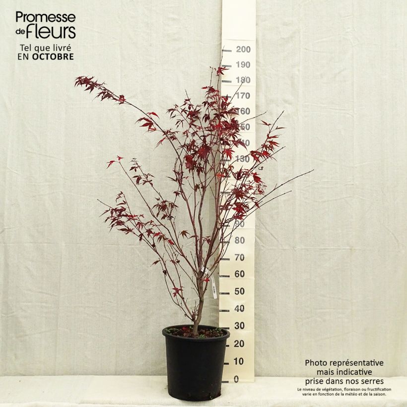 Exemplar von Fächerahorn Atropurpureum - Acer palmatum Topf mit 20L/25L wie im Herbst geliefert