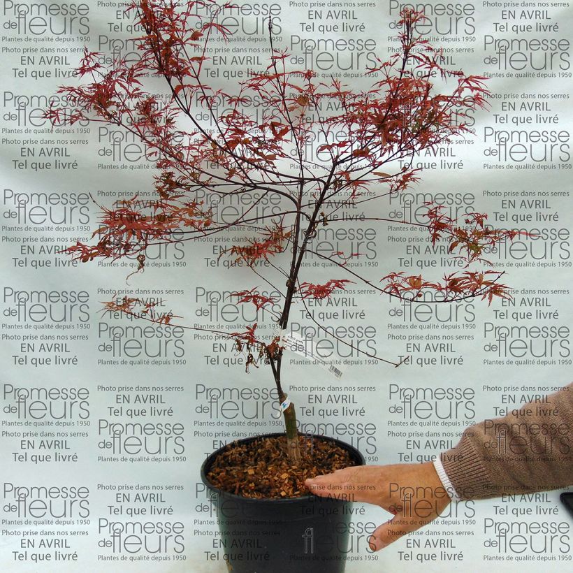 Beispiel eines Exemplars von Fächerahorn Beni Komachi - Acer palmatum Topf mit 4L/5L wie geliefert