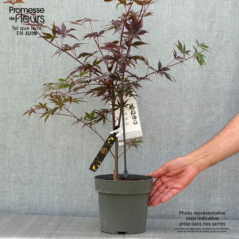 Exemplar von Fächerahorn Bloodgood - Acer palmatum Topf mit 3L/4L wie im Sommer geliefert