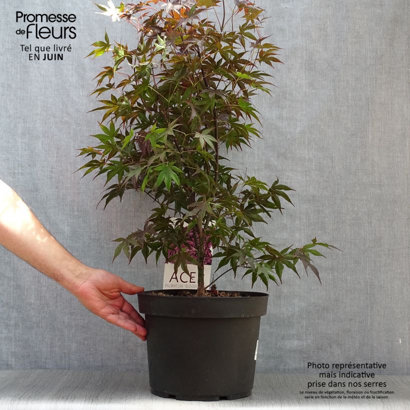 Exemplar von Fächerahorn Bloodgood - Acer palmatum Topf mit 7,5L/10L wie im Sommer geliefert