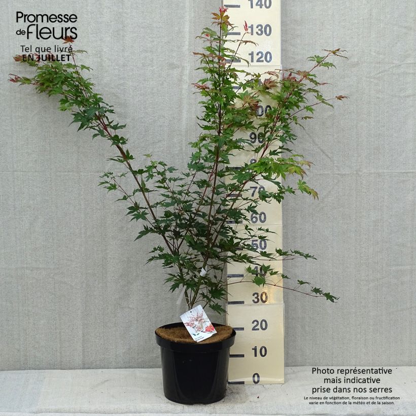 Exemplar von Fächerahorn Brown Sugar - Acer palmatum Topf mit 7,5L/10LGelieferte Höhe ca. 150cm wie im Sommer geliefert