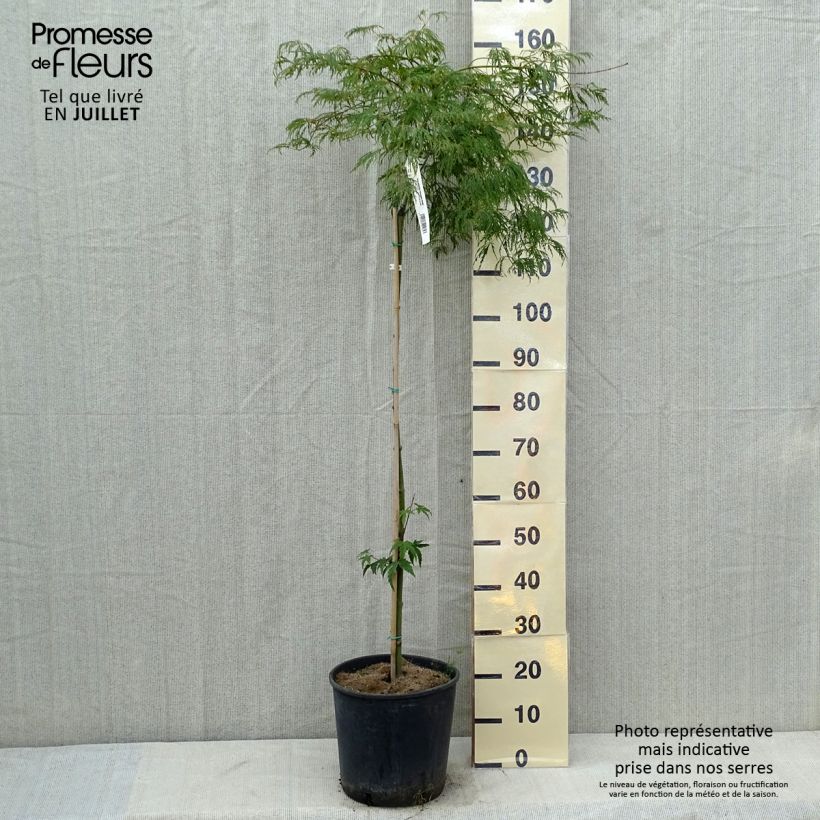 Exemplar von Fächerahorn Dissectum Viridis - Acer palmatum Topf mit 12L/15L wie im Sommer geliefert