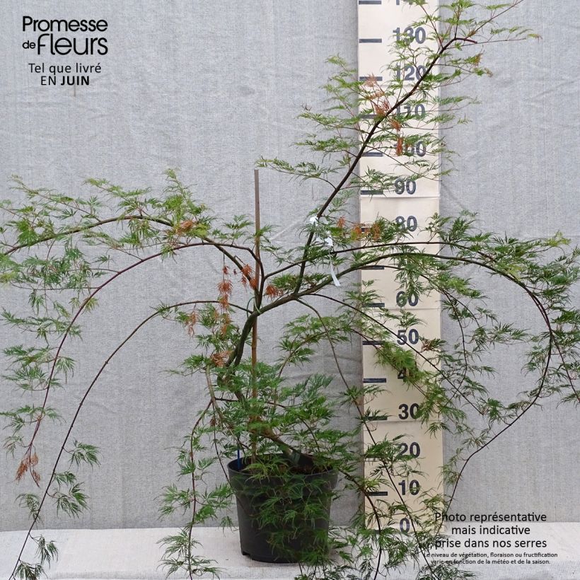 Exemplar von Fächerahorn Emerald Lace - Acer palmatum Topf mit 7,5L/10L wie im Sommer geliefert