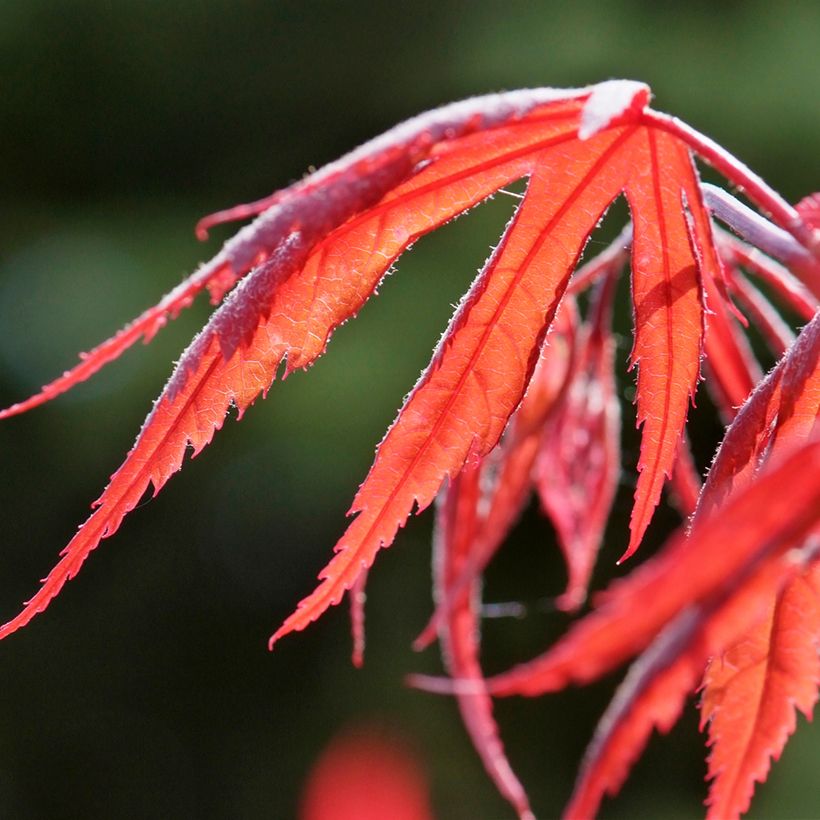 Fächerahorn Dissectum Inaba-Shidare - Acer palmatum (Laub)