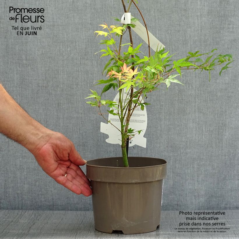 Exemplar von Fächerahorn Katsura - Acer palmatum Becher 7,5L / 10L wie im Sommer geliefert