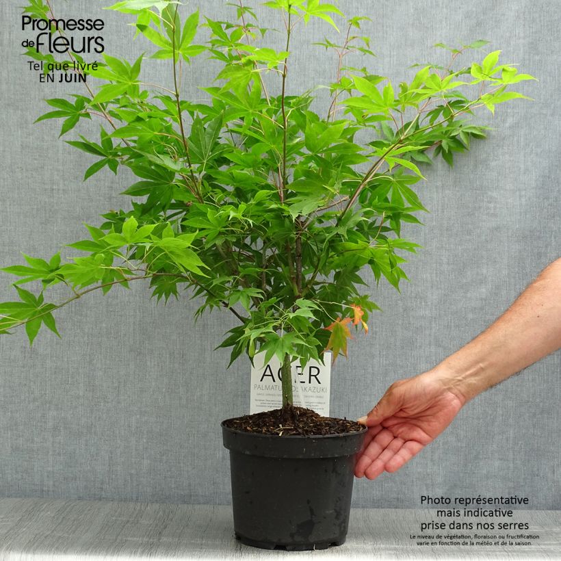 Exemplar von Fächerahorn Osakazuki - Acer palmatum Topf mit 3L/4L wie im Sommer geliefert