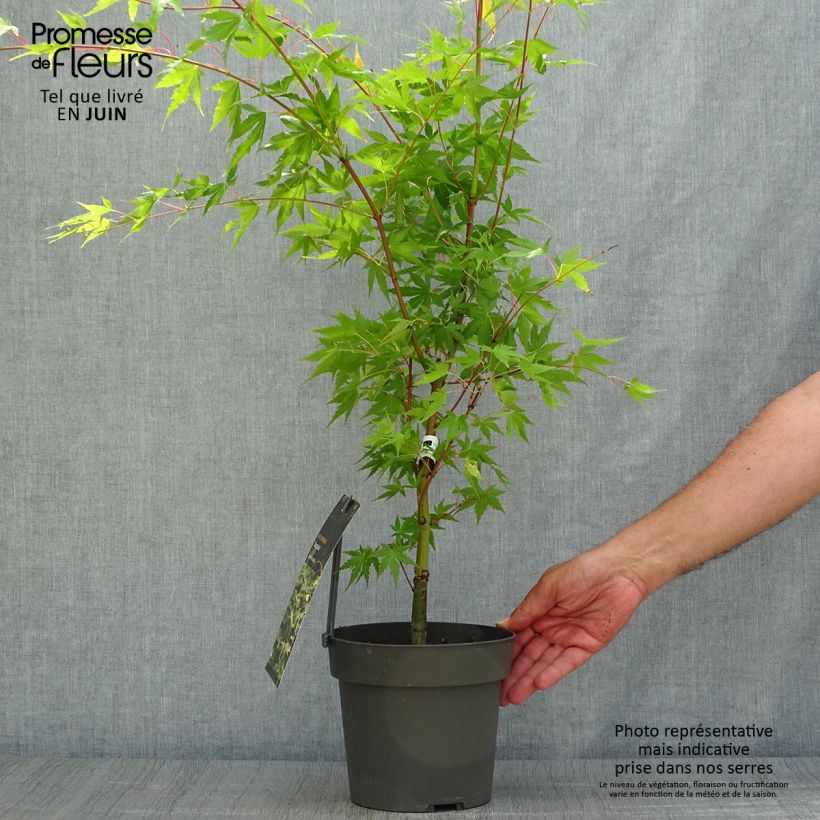 Exemplar von Fächerahorn Sangokaku - Acer palmatum Topf mit 2L/3L wie im Sommer geliefert