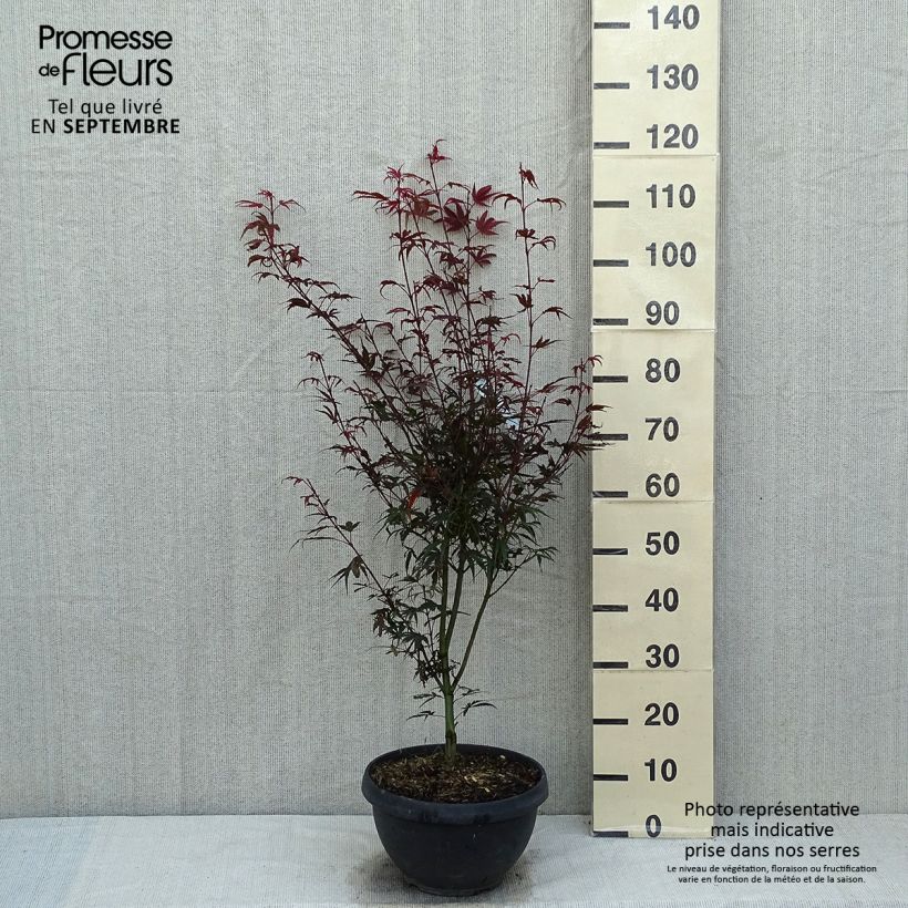 Exemplar von Fächerahorn Shaina - Acer palmatum Topf mit 6L/7L wie im Sommer geliefert