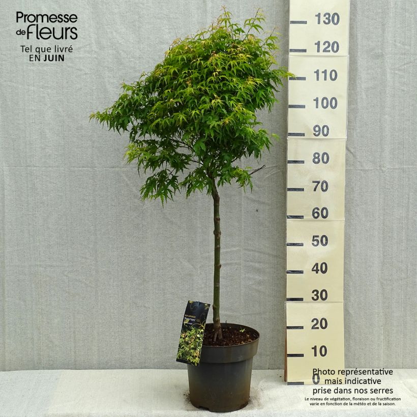 Exemplar von Fächerahorn Sharp's Pygmy - Acer palmatum Topf mit 7,5L/10L wie im Frühjahr geliefert