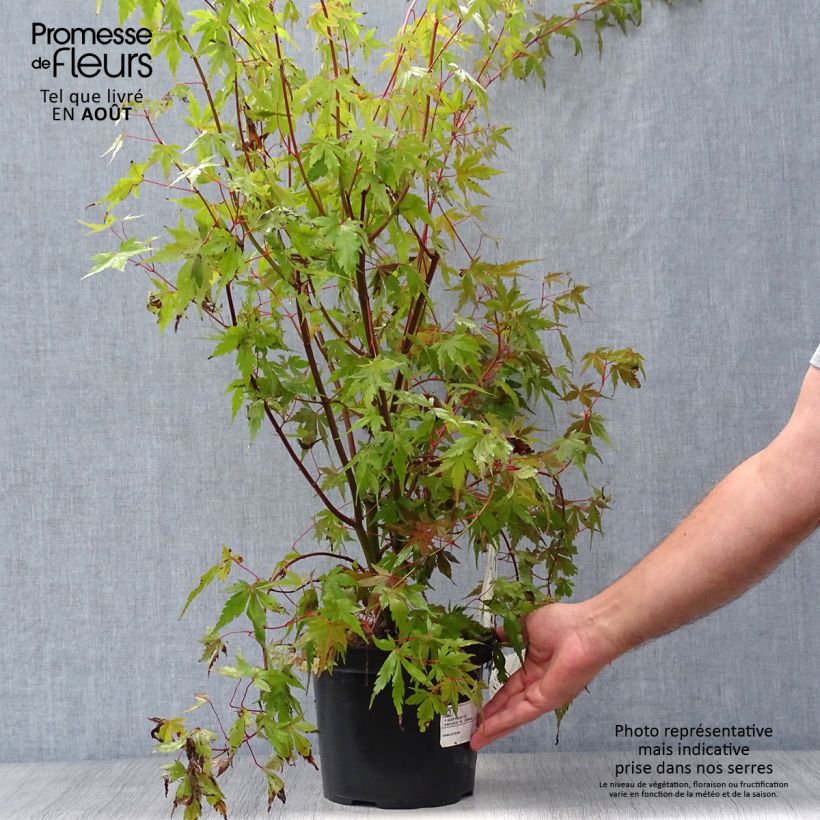 Exemplar von Fächerahorn - Acer palmatum Topf mit 3L/4L wie im Sommer geliefert