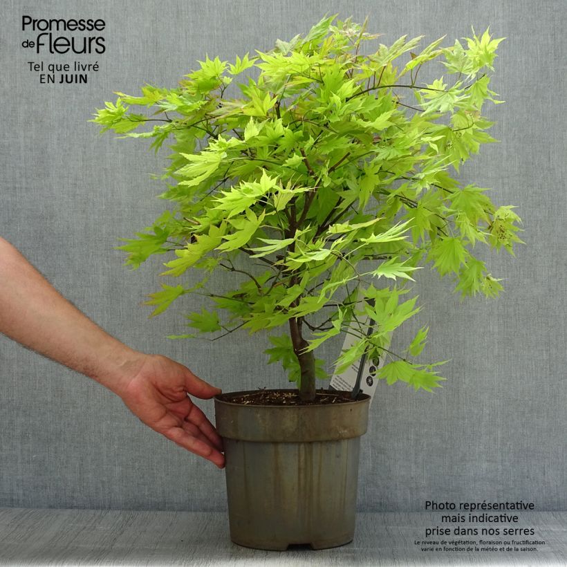 Exemplar von Japanischer Ahorn Autumn moon - Acer shirasawanum Topf mit 6L/7L wie im Sommer geliefert