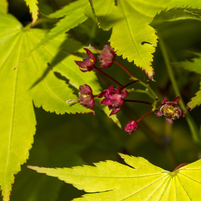 Japanischer Ahorn Jordan - Acer shirasawanum (Blüte)