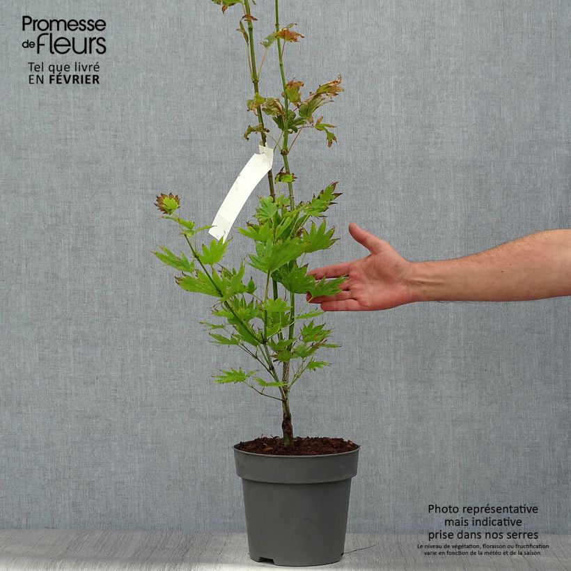 Exemplar von Japanischer Ahorn Moonrise - Acer shirasawanum Topf mit 6L/7L wie im Herbst geliefert