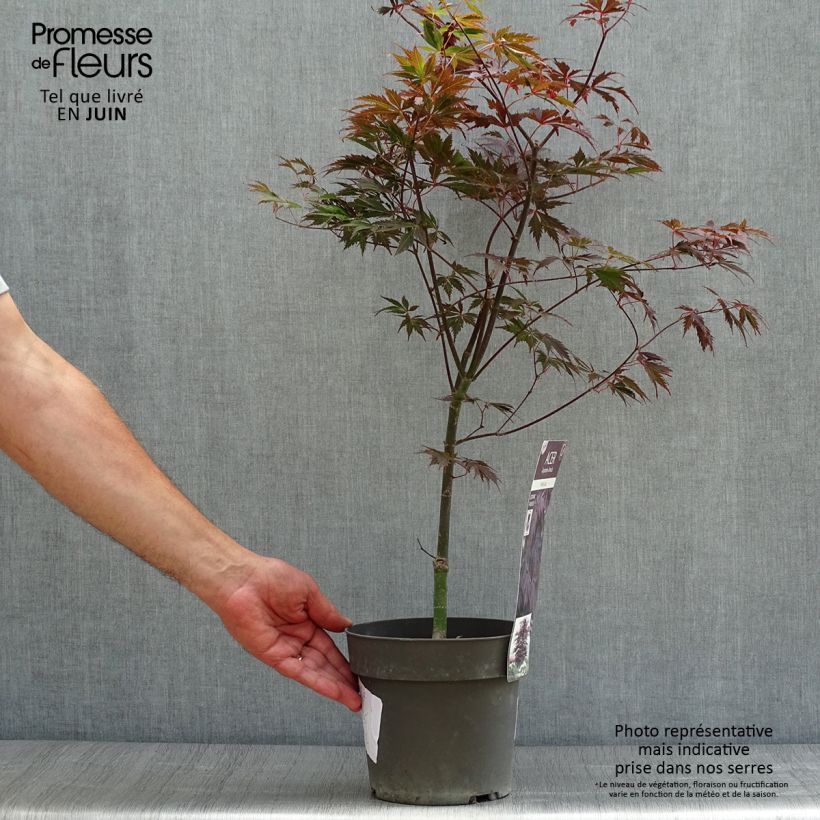 Exemplar von Fächerahorn Black Lace - Acer palmatum Topf mit 2L/3L wie im Sommer geliefert