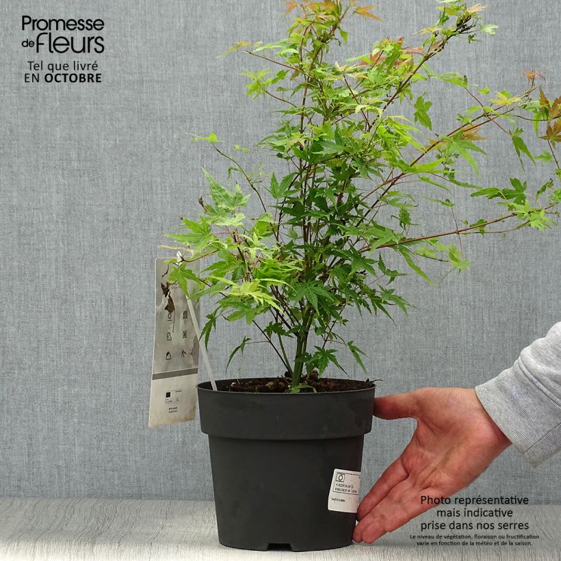 Exemplar von Acer palmatum Phoenix - Fächerahorn Topf mit 2L/3L wie im Herbst geliefert