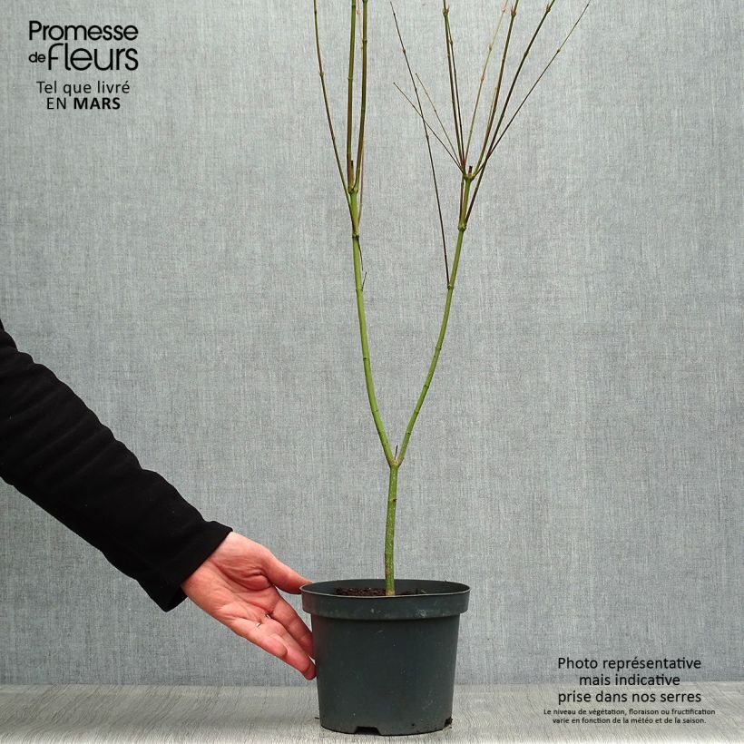 Exemplar von Acer palmatum Phoenix - Fächerahorn Topf mit 2L/3L wie im Frühjahr geliefert