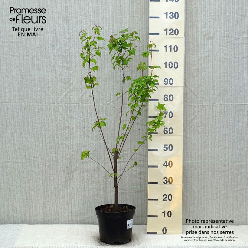 Exemplar von Feuer-Ahorn - Acer tataricum subsp. ginnala Topf mit 4L/5L wie im Frühjahr geliefert