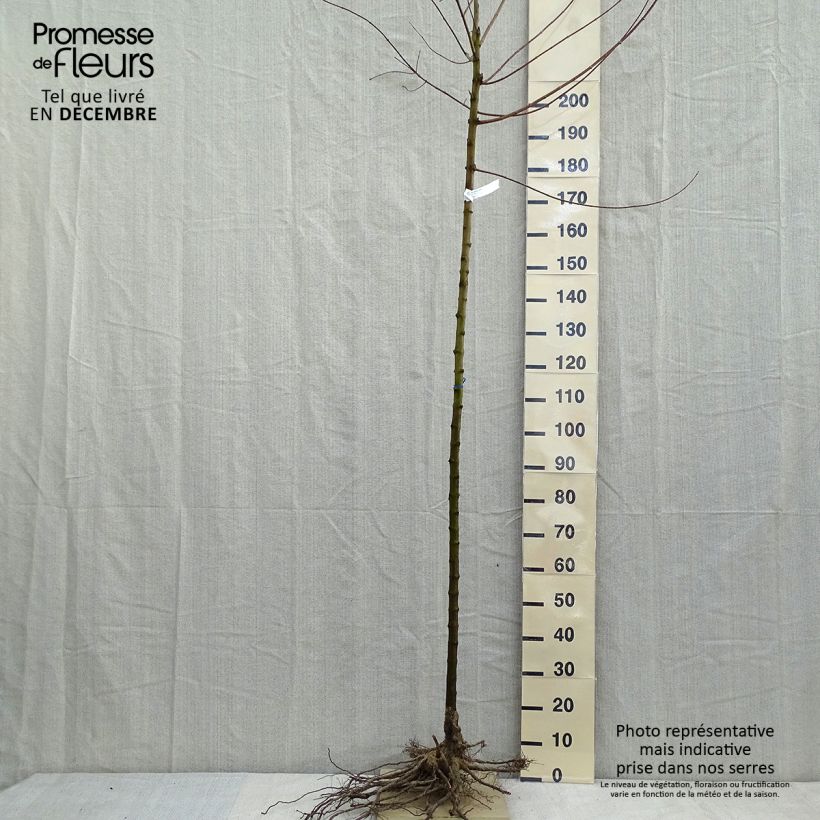 Exemplar von Feuer-Ahorn - Acer tataricum subsp. ginnala Wurzelnackt wie im Winter geliefert